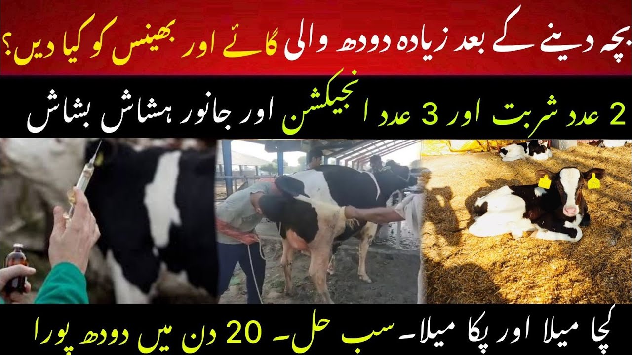 Delivery k bad cow ki feed II Injection protocols after delivery in cattle II Dr. Muzzammil Hassan