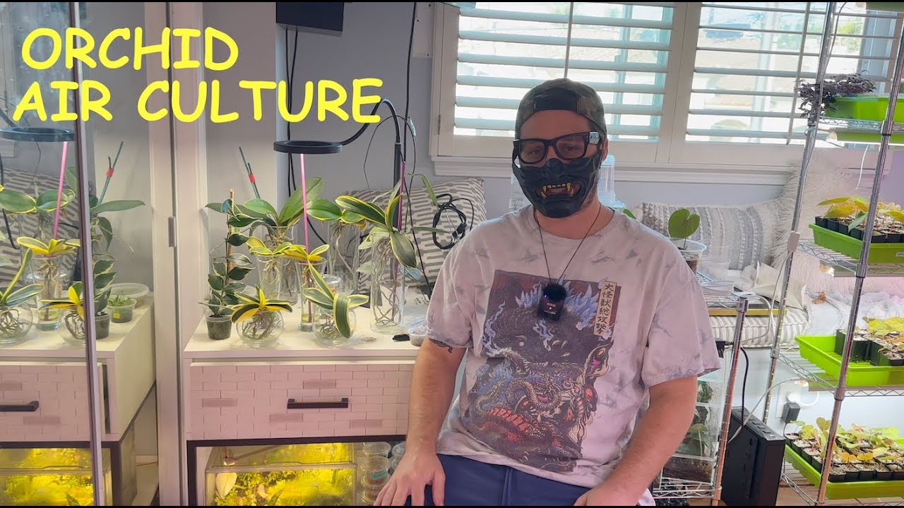 Easiest Way To Grow And Display Orchids (Variegated Phalaenopsis)