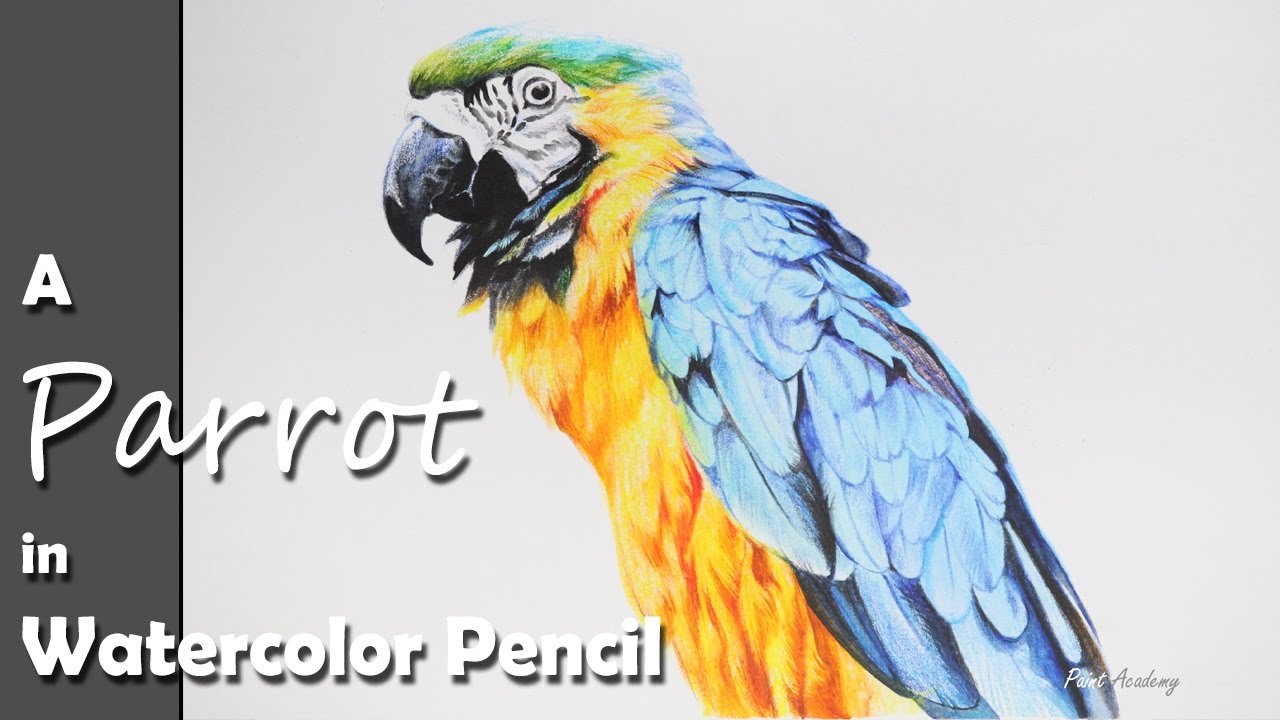 How to Paint A Parrot in Watercolor Pencil