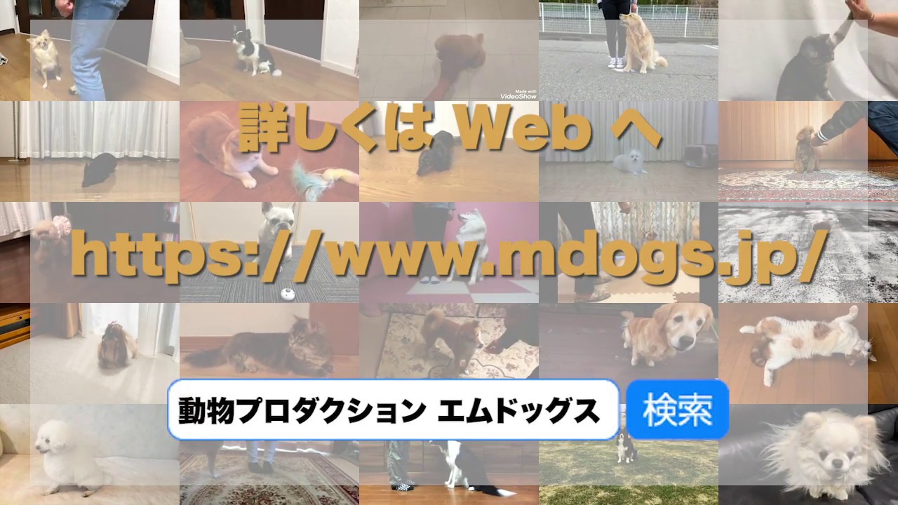 モデル犬、モデル猫募集しています！
