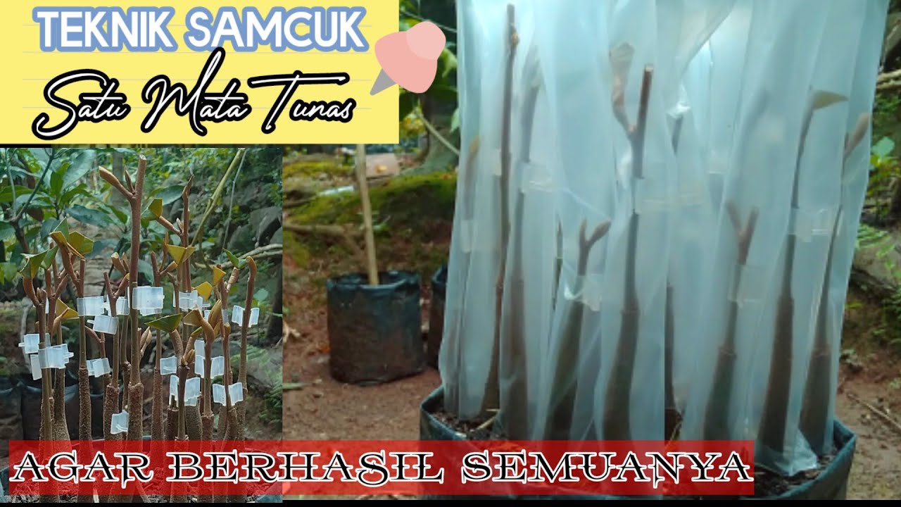 SAMBUNG PUCUK DURIAN TANPA GAGAL