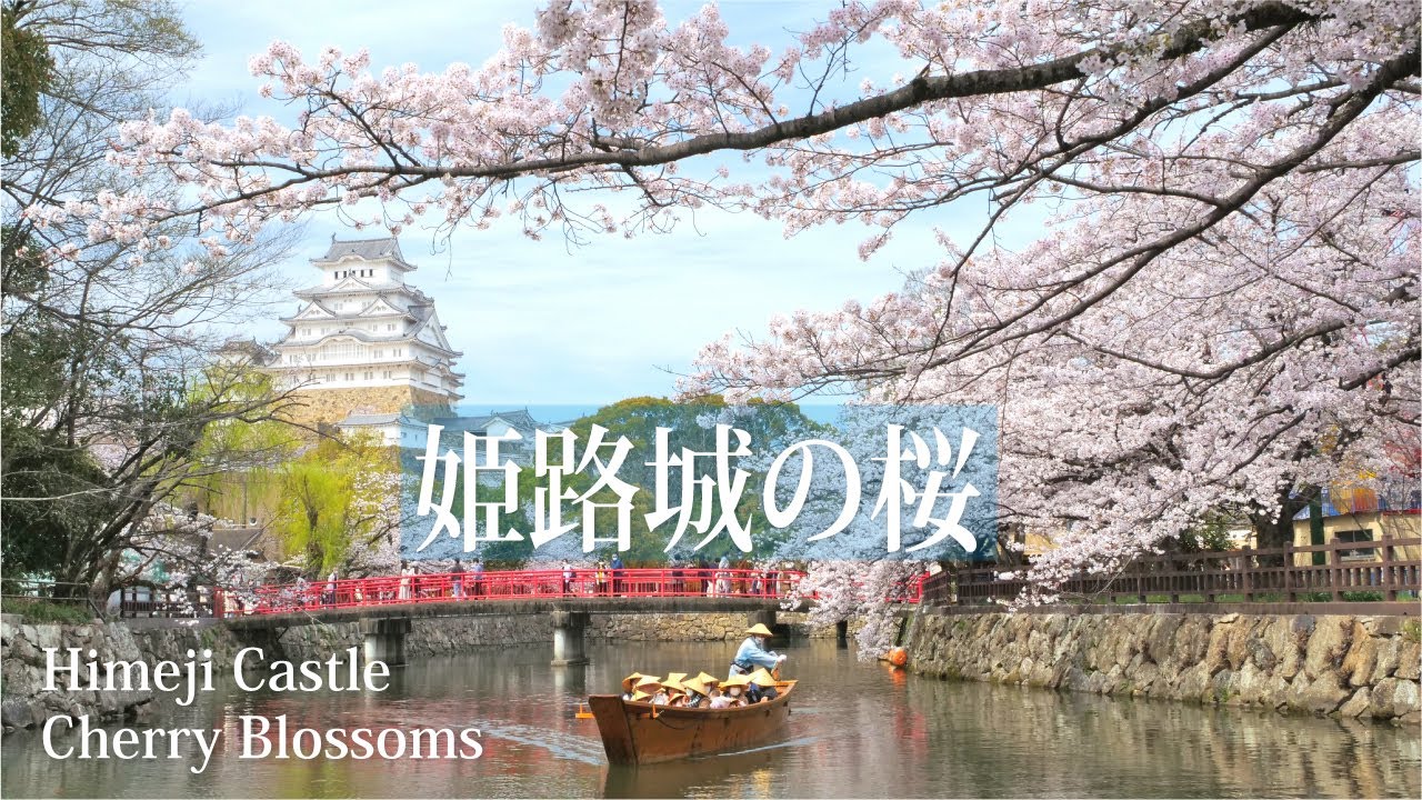 姫路城の桜2022【桜名所 】Himeji Castle Cherry Blossoms