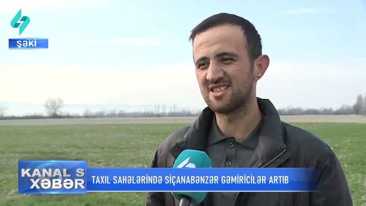 Bölgələrdə siçanabənzər gəmiricilərə qarşı mübarizə tədbirləri davam edir