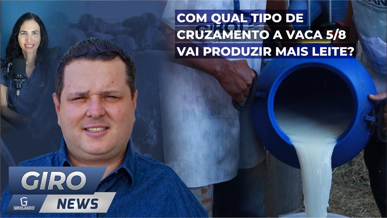Com qual tipo de cruzamento a vaca 5/8 vai produzir mais leite? - Gironews #41