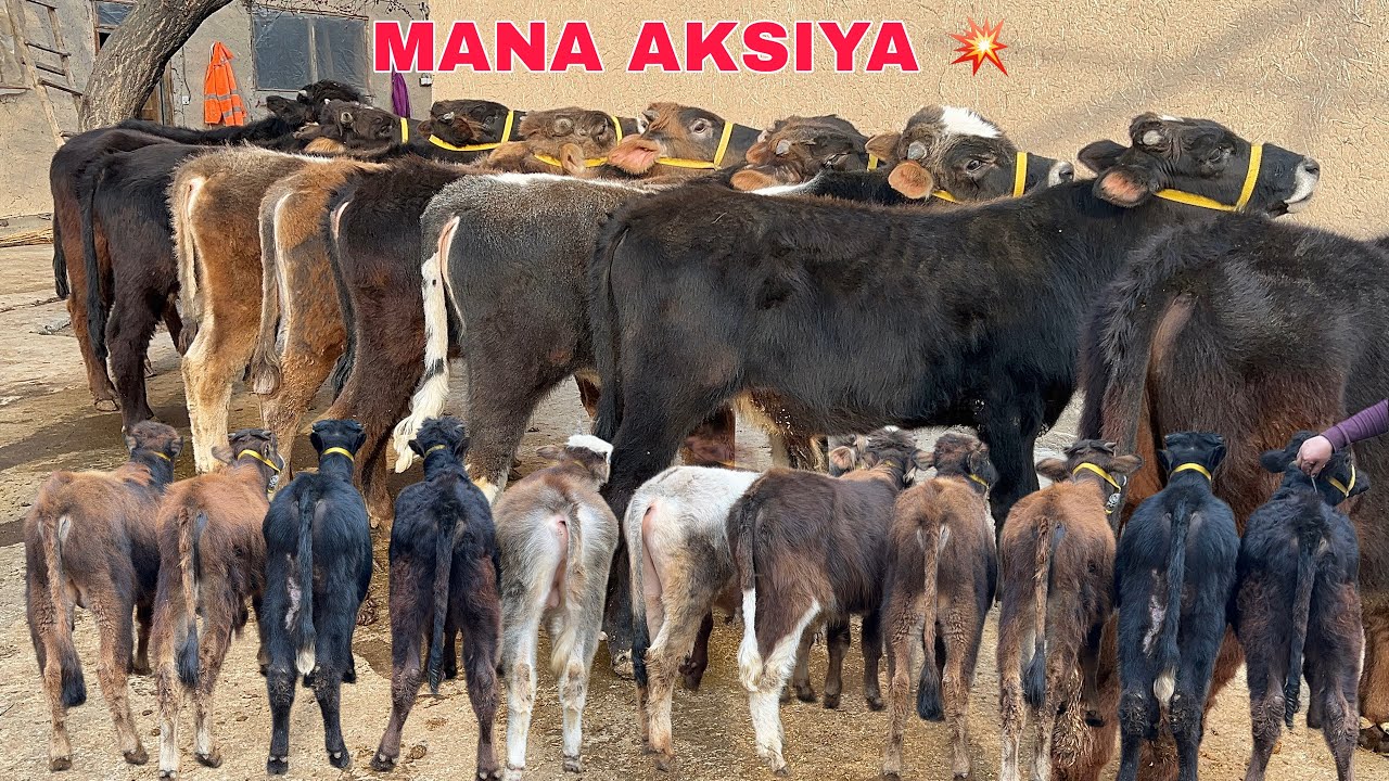 ARZONCHI 💥 XAKIM AKA KUTGANLARGA ✅ ~ YANGI PARTIYA KELDI 🥇