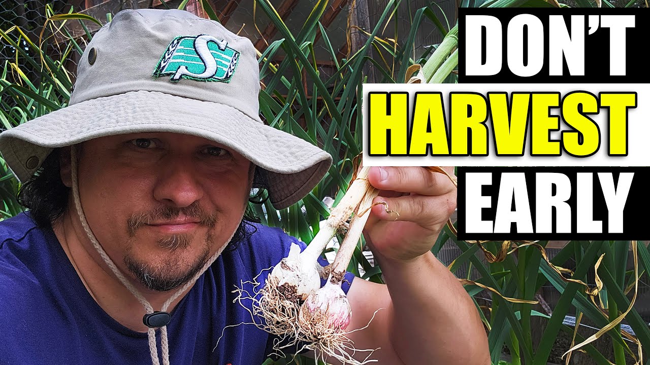 Don't Harvest Garlic Early! - Garden Garden Quickie Ep154