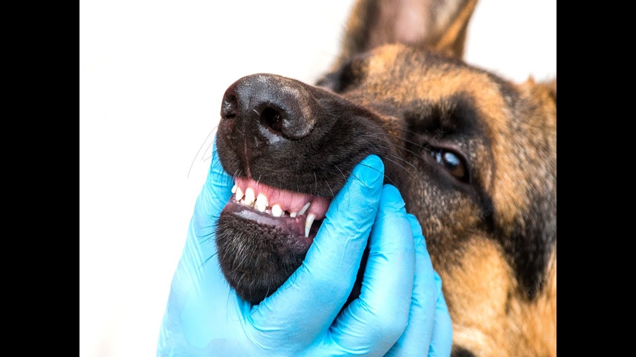 DENTURE Berger Allemand - DEFAUTS éliminatoiresالأسنان لدى الراعي الألماني وأسباب الإقصاء من المعيار