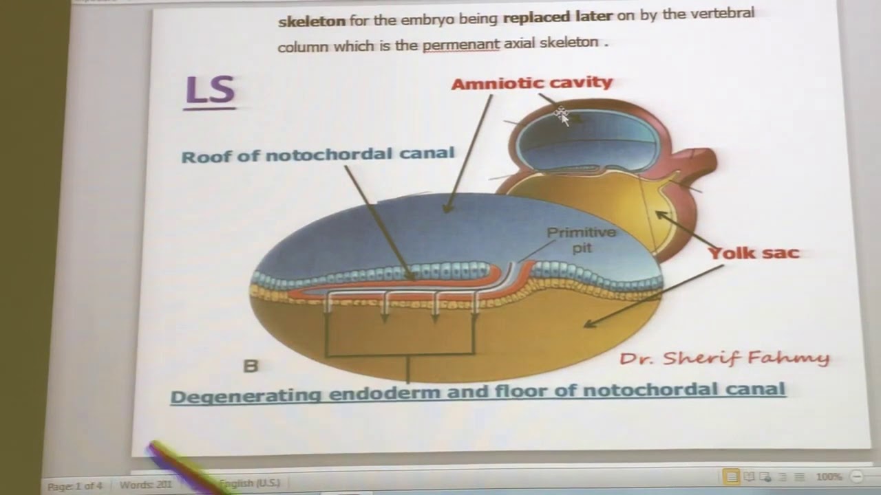General embryology  14 (  Formation of the notochord  ) ,by Dr Wahdan