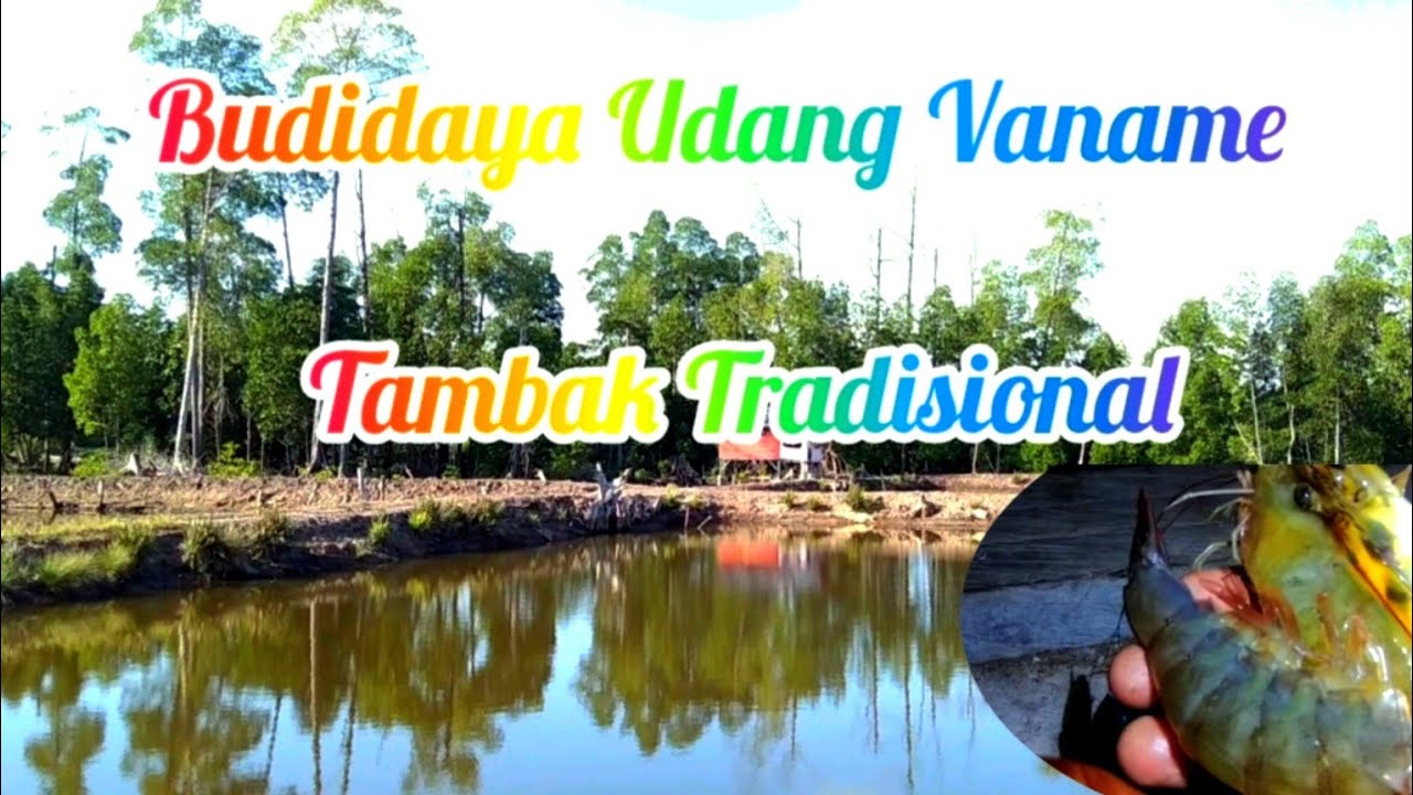 Budidaya udang vaname Tambak Tradisional hasilnya sangat menggiurkan