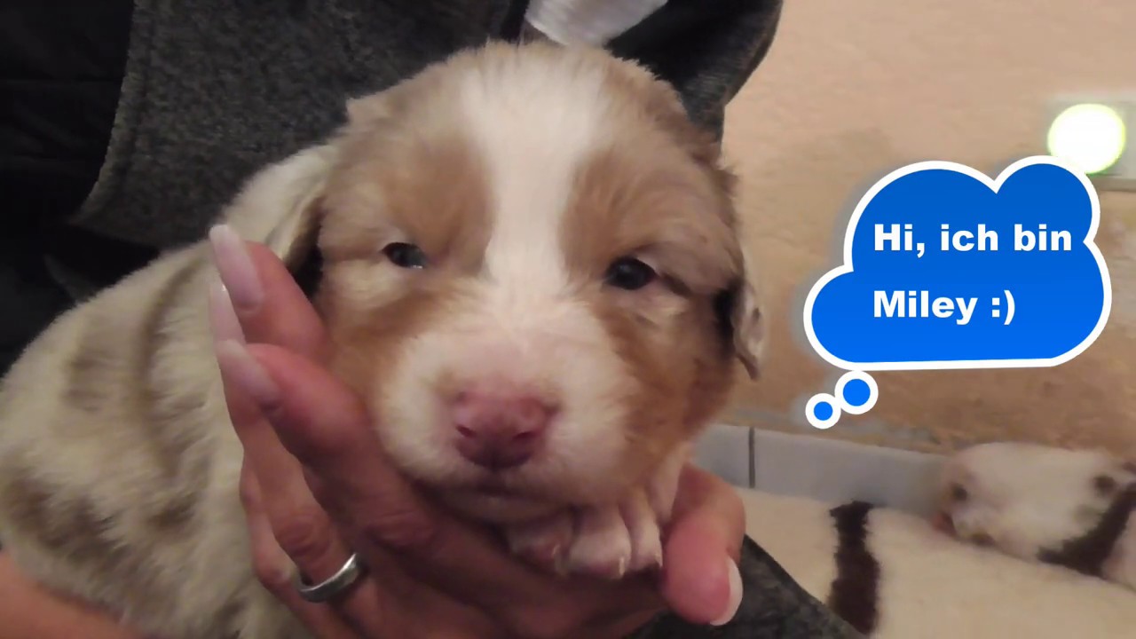 Süße Australian Shepherd Welpen - Miley 3 Wochen alt mit der ganzen Familie