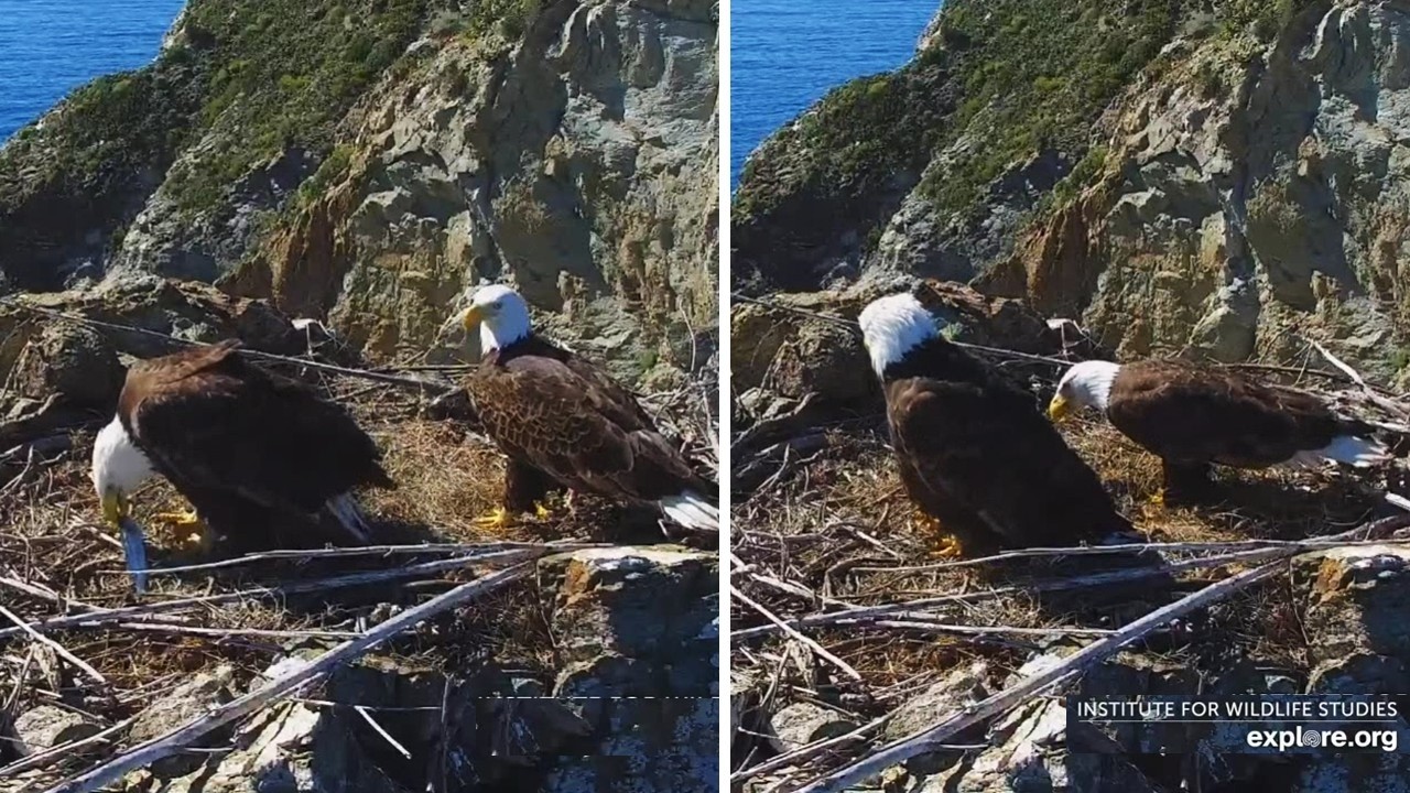 Two Harbors Eagles🦅 Cholyn Downs Mackerel in 1 Gulp🎣 Chase's Jaw Drops 🤭explore.org | 2026 Feb 13