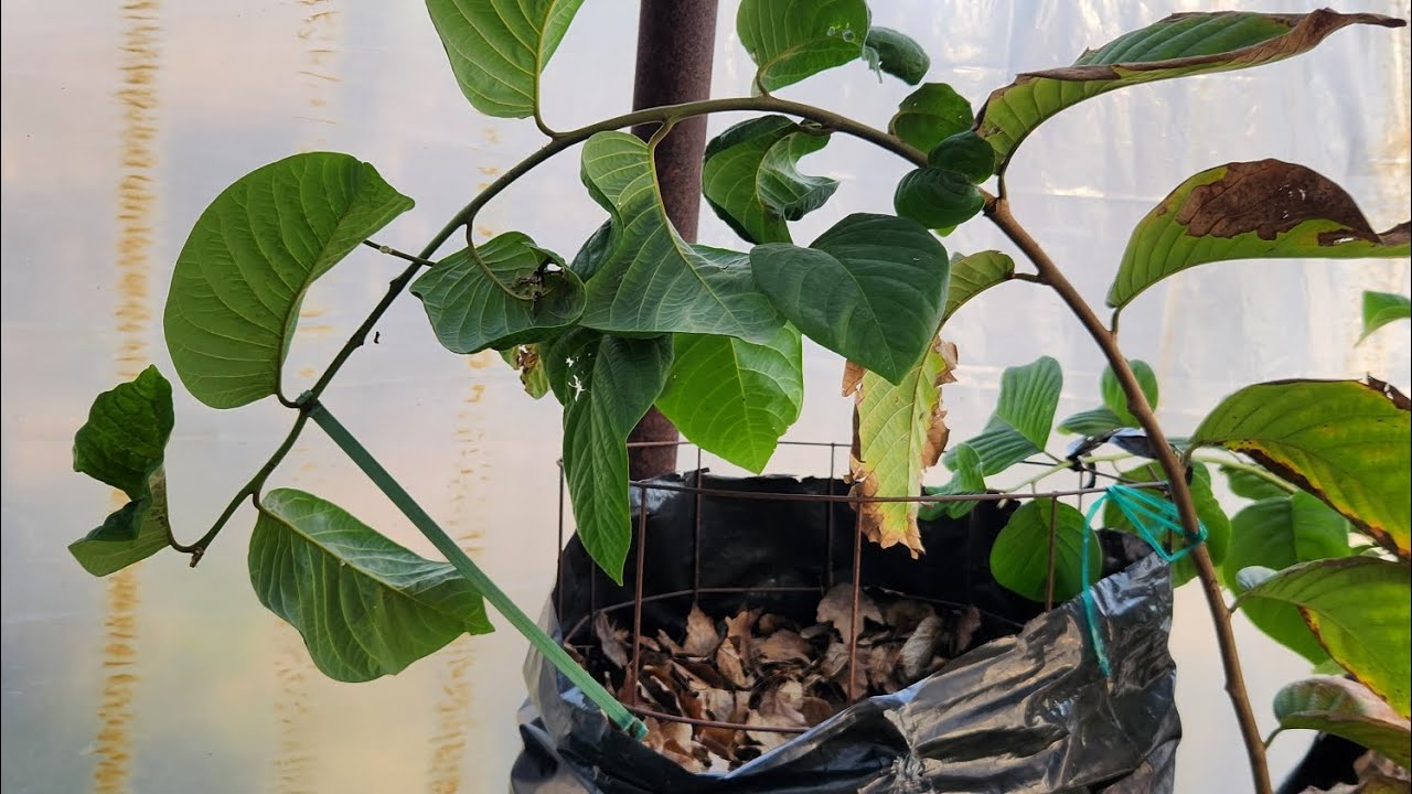 Cherimoya tree questions 