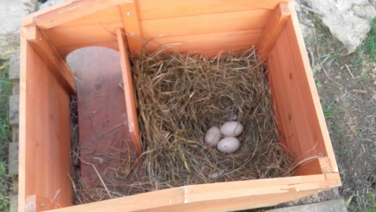 Quelque Conseils selon moi pour la reproduction de canard mandarin !