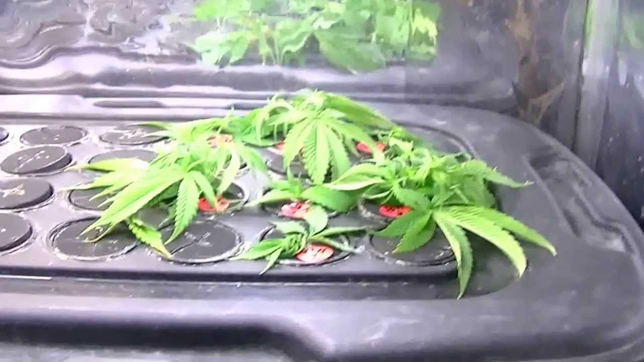 KingJohnC's and Labexperiment's Brainstorm Haze Video 08 Part 03 November 19 2013