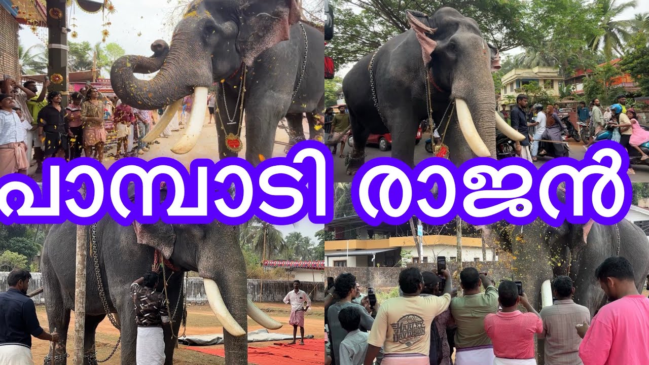 പാമ്പാടി രാജൻ /ചിറവരമ്പത്തുകാവിൽ  /pambadi rajan /dudus midea/