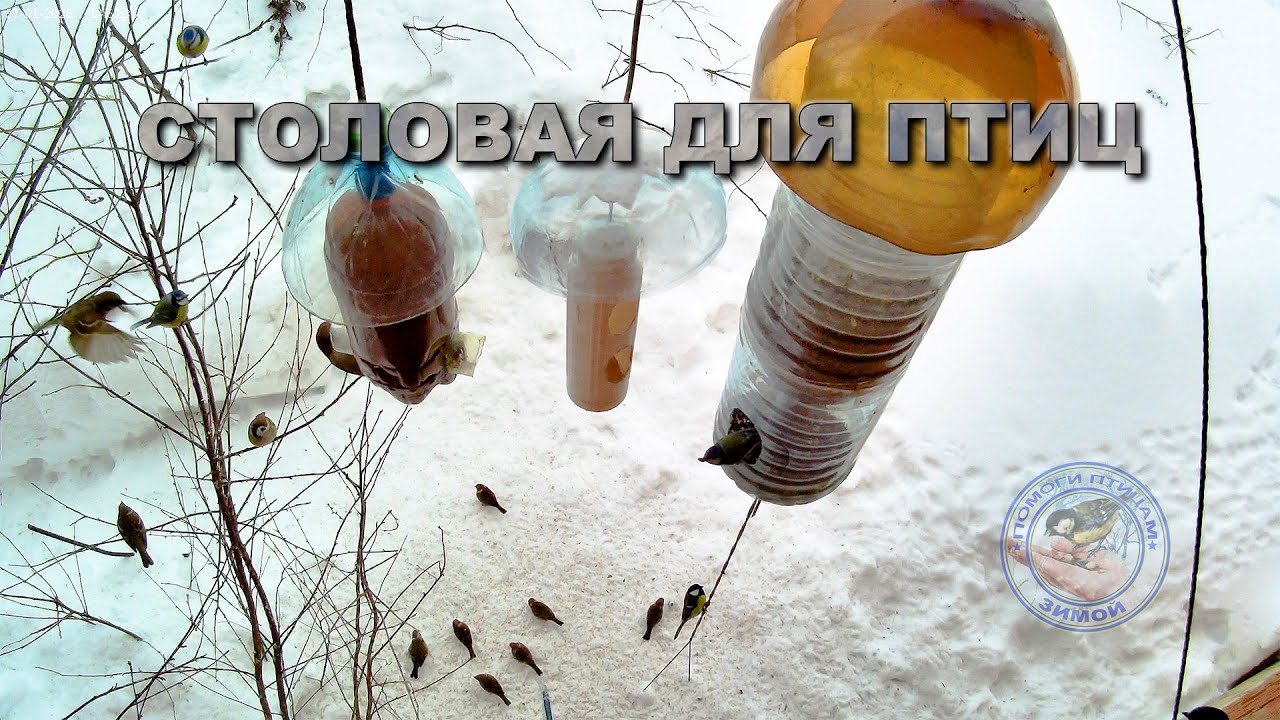 Кормушка для птиц  27 января 2026 года (09)