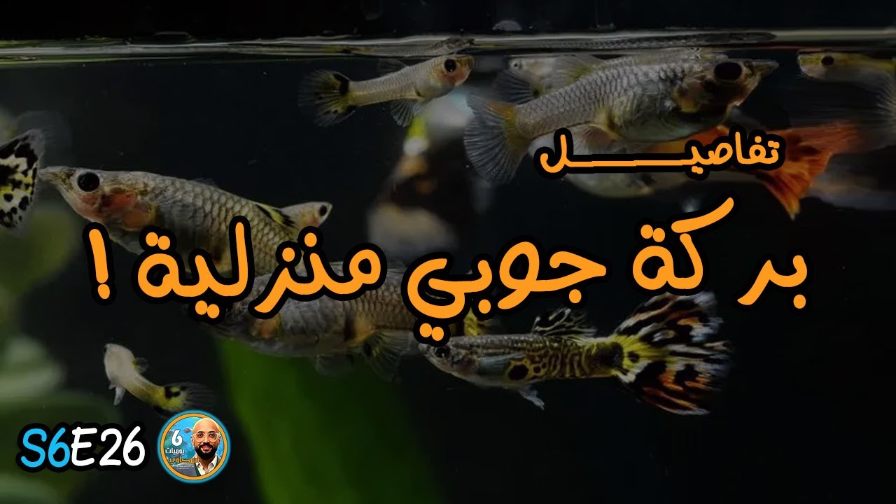 S6E26 - تفاصيل بركة جوبي منزلية