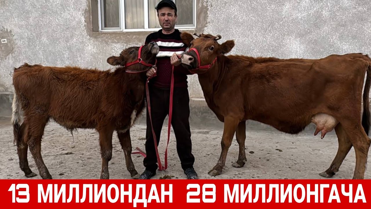 СУТДОР ОНА БОЛА ВА БУГОЗ СИГРЛАР  МУЗАФФАР ОГА 23 февраля 2026 г.