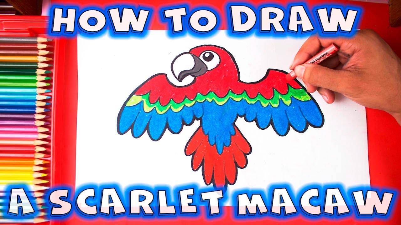 How to Draw a Bird - How to Draw a Scarlet Macaw