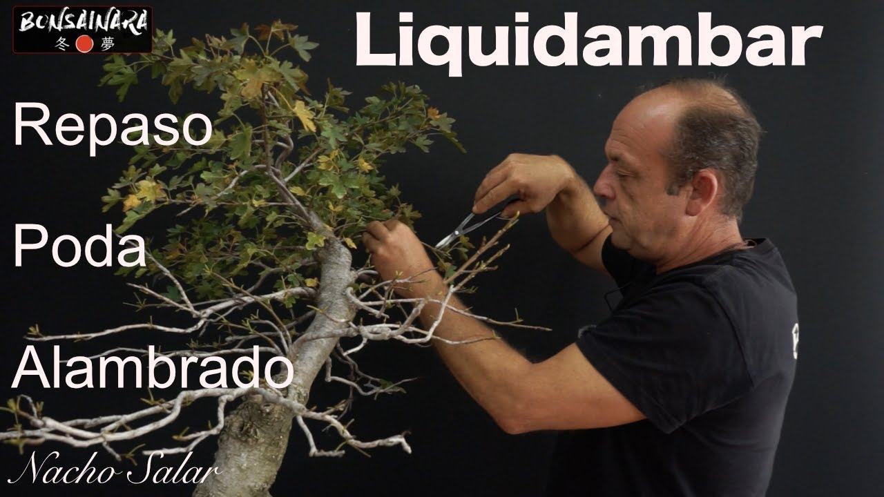 Liquidambar. Repaso, poda y alambarado