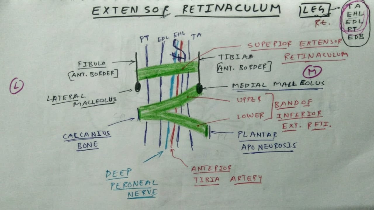 Extensor Retinaculum of Leg | Lower Limb Anatomy | TCML Anatomy