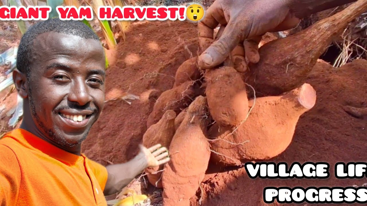 Village Life: Massive Organic Yam Harvest + Farm Transformation Progress