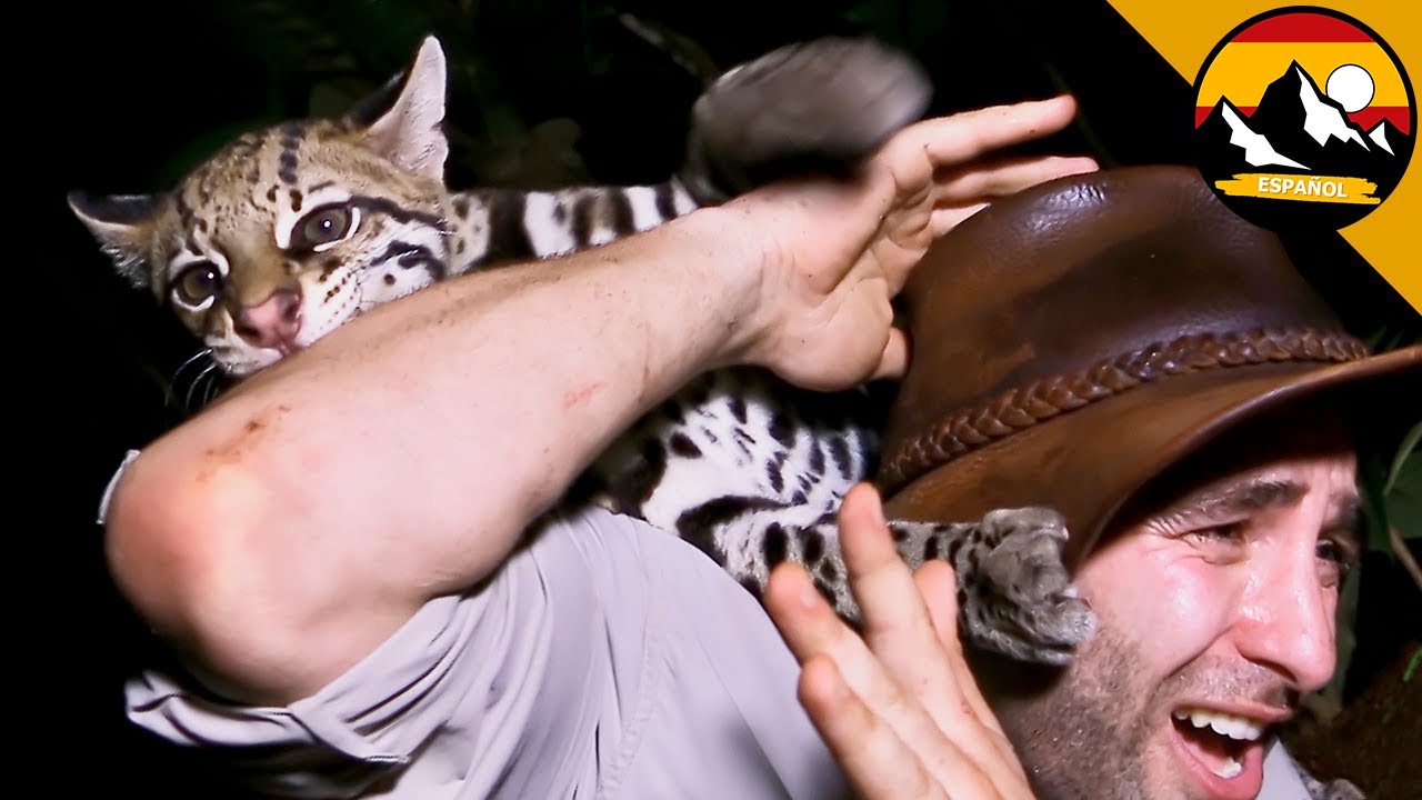 ¡ATAQUE DE UN OCELOTE! 🐾 ¡Un encuentro increíble con un felino único de la jungla! Brave Wilderness