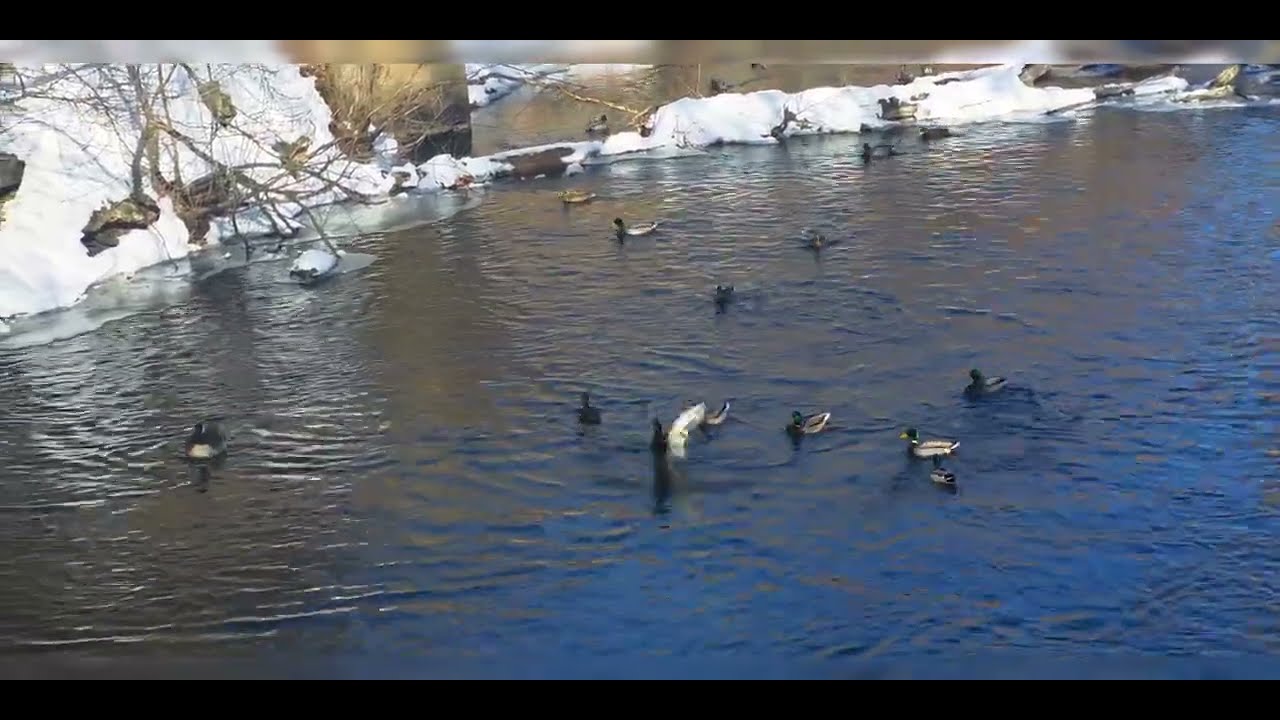 Experience Riverwildlife: Playful Ducks and Honking Geese  @swageduk986