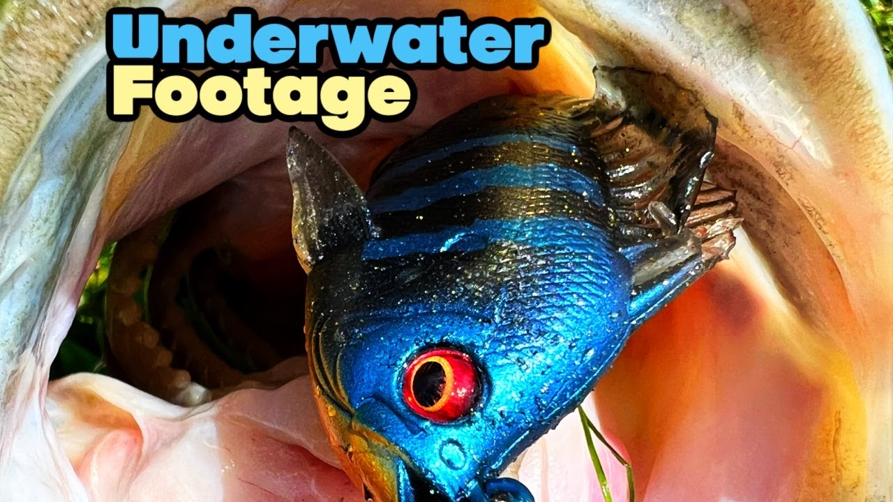 The New Megabass Sleeper Gill Swimbait Catches Bass