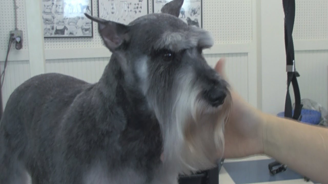 How to Groom a Schnauzer - Do-It-Yourself Dog Grooming