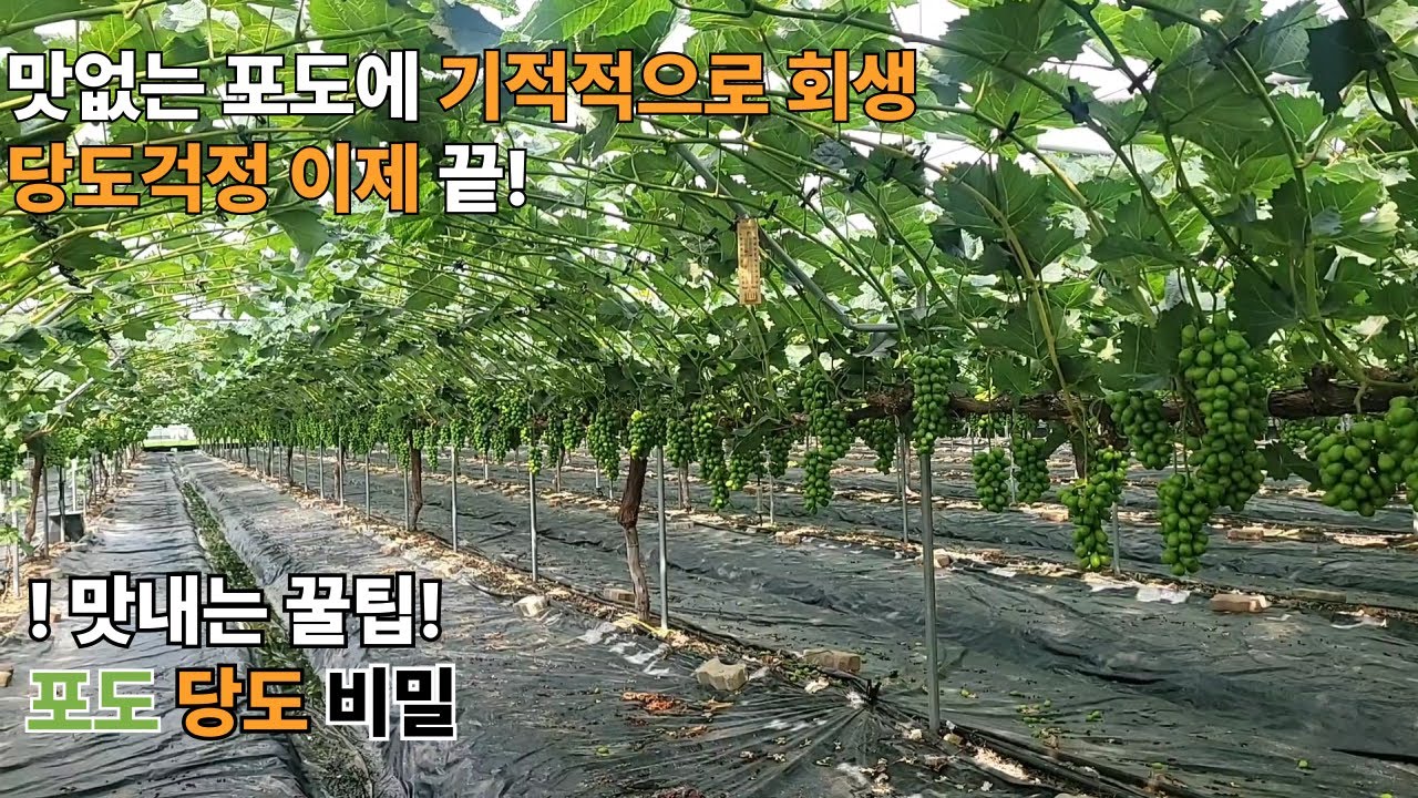 작년에 망한 포도  올해 대박난 이유는? 맛과 당도를 한번에 샤인머스켓 가능한가?