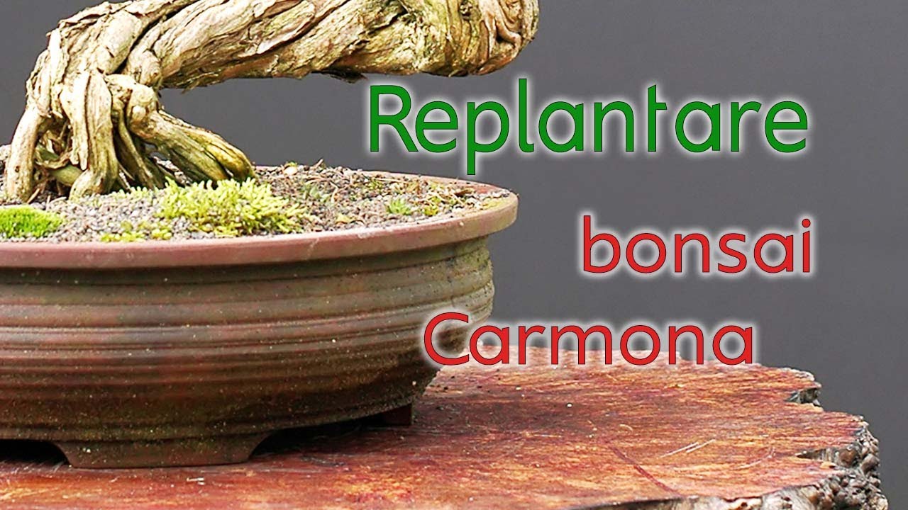 Carmona bonsai | Fukien Tea bonsai | Replantare #6 - (ianuarie 2020)