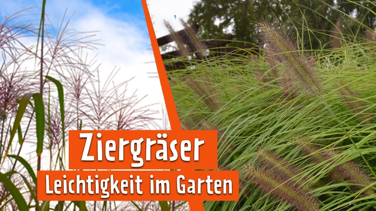 Gr&auml;ser in Szene gesetzt | MDR Garten