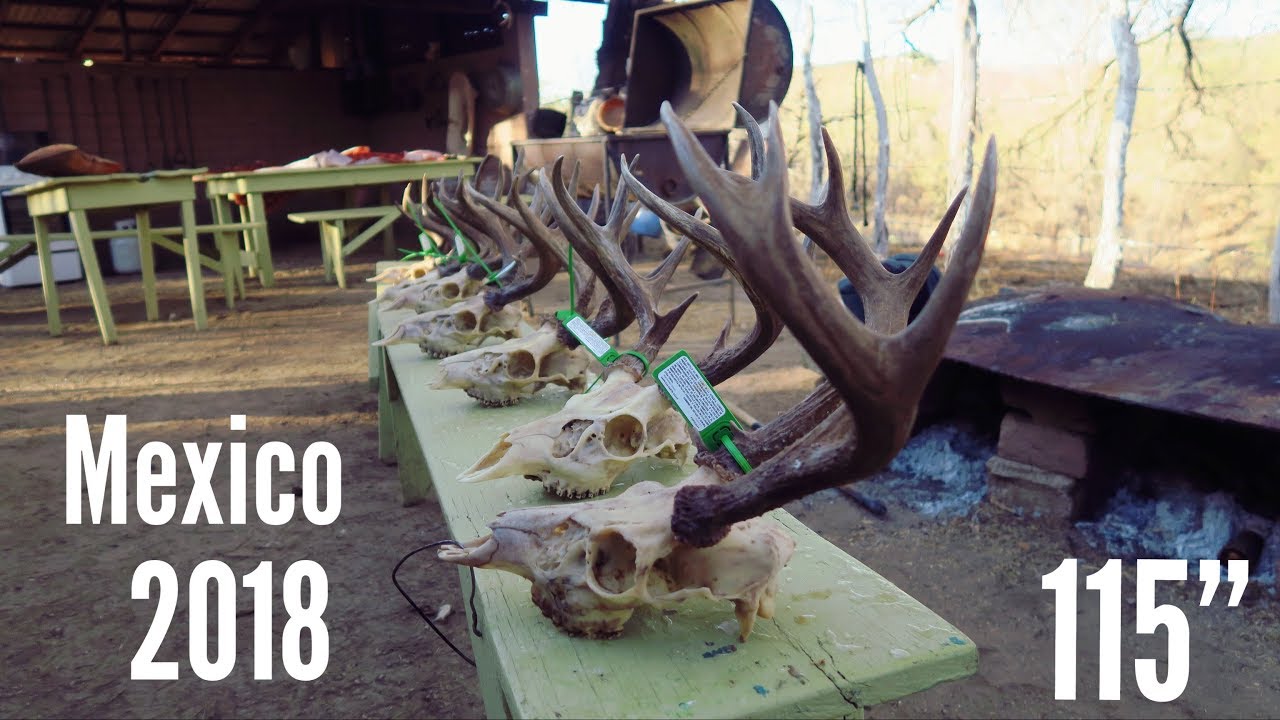 Охота в Мексике 2018 | Сонора угощает оленя