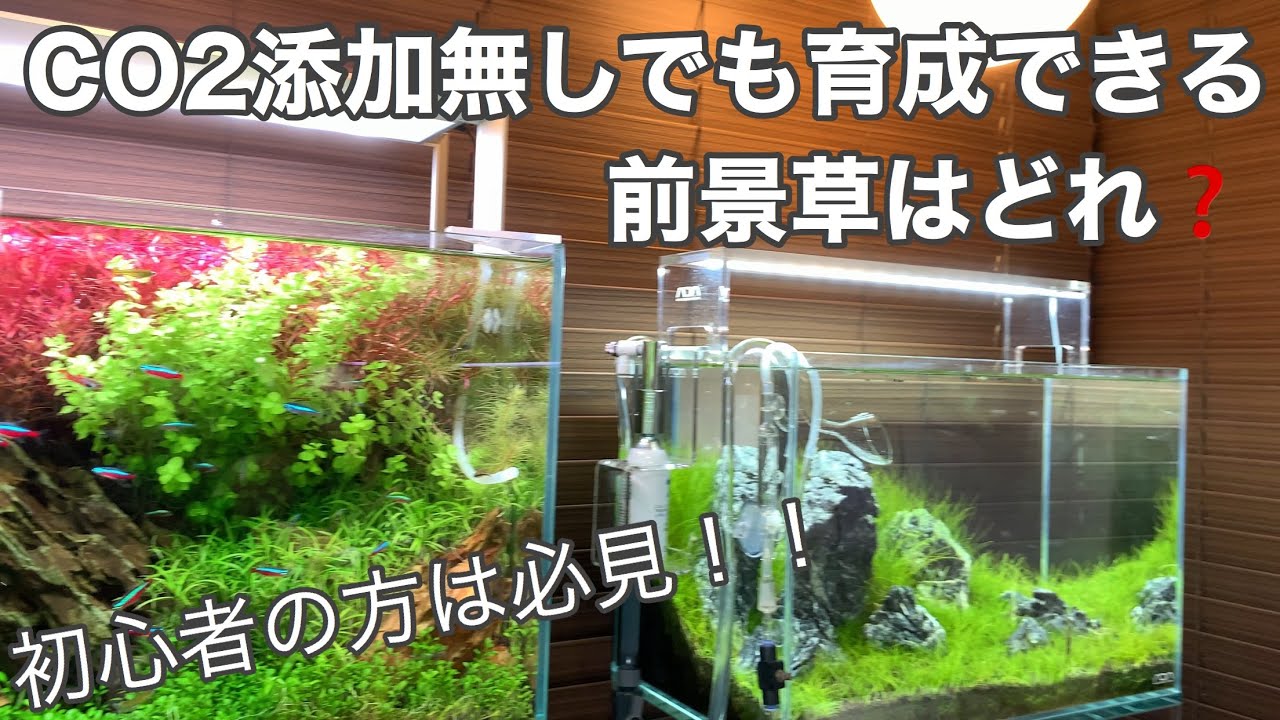 CO2添加無しで育成可能な前景草を紹介 2020年1月22日新入荷情報 初心者向け水草水槽のノウハウ aquarium technique