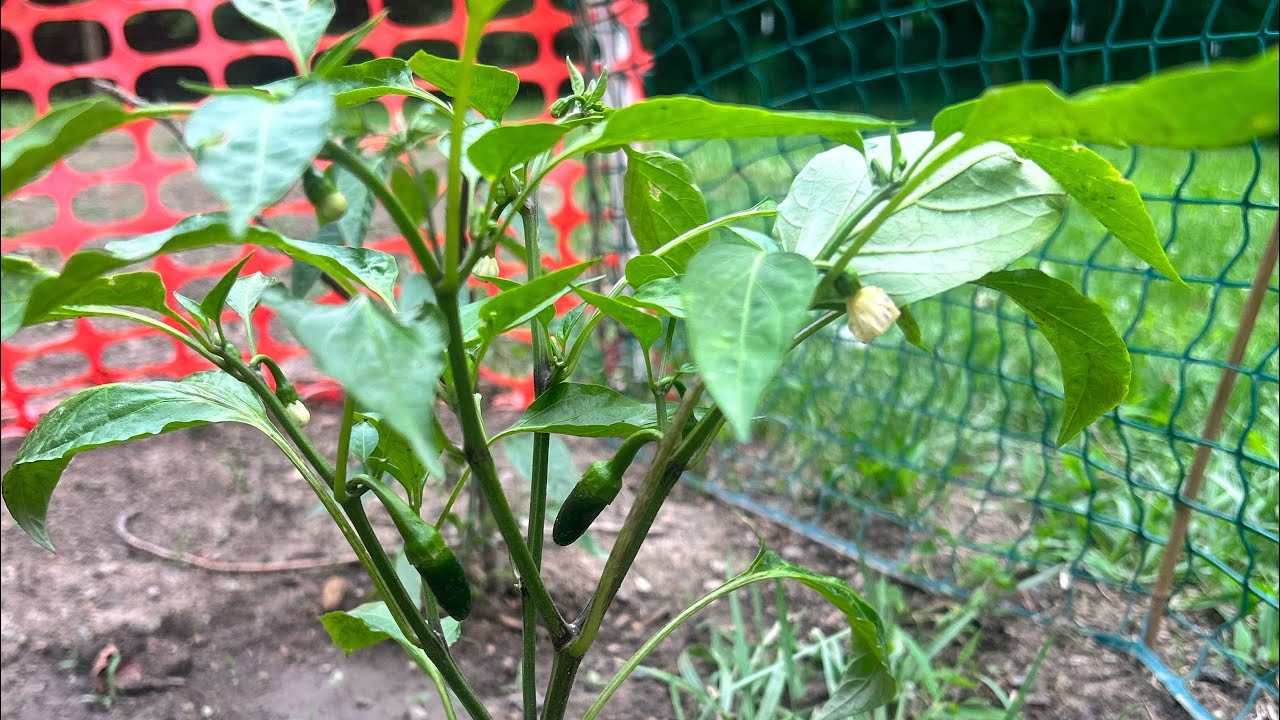 Garden recap -2025! 🪴👩🏽‍🌾🌼