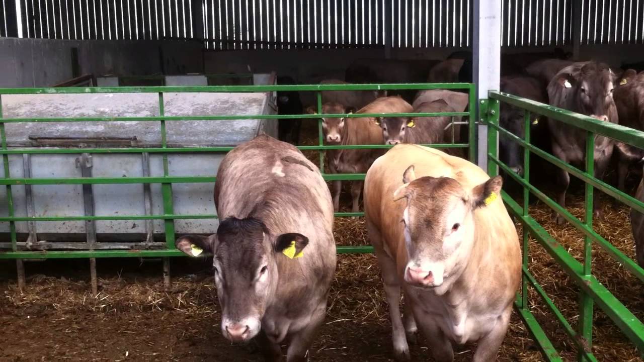 Bazadaise Cattle Open Day - 10