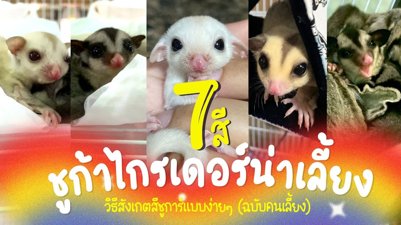 7 สี ชูก้าไกรเดอร์น่าเลี้ยง พร้อมบอก! วิธีสังเกตสีชูก้าไกรเดอร์แบบง่ายๆ (ฉบับคนเลี้ยง)