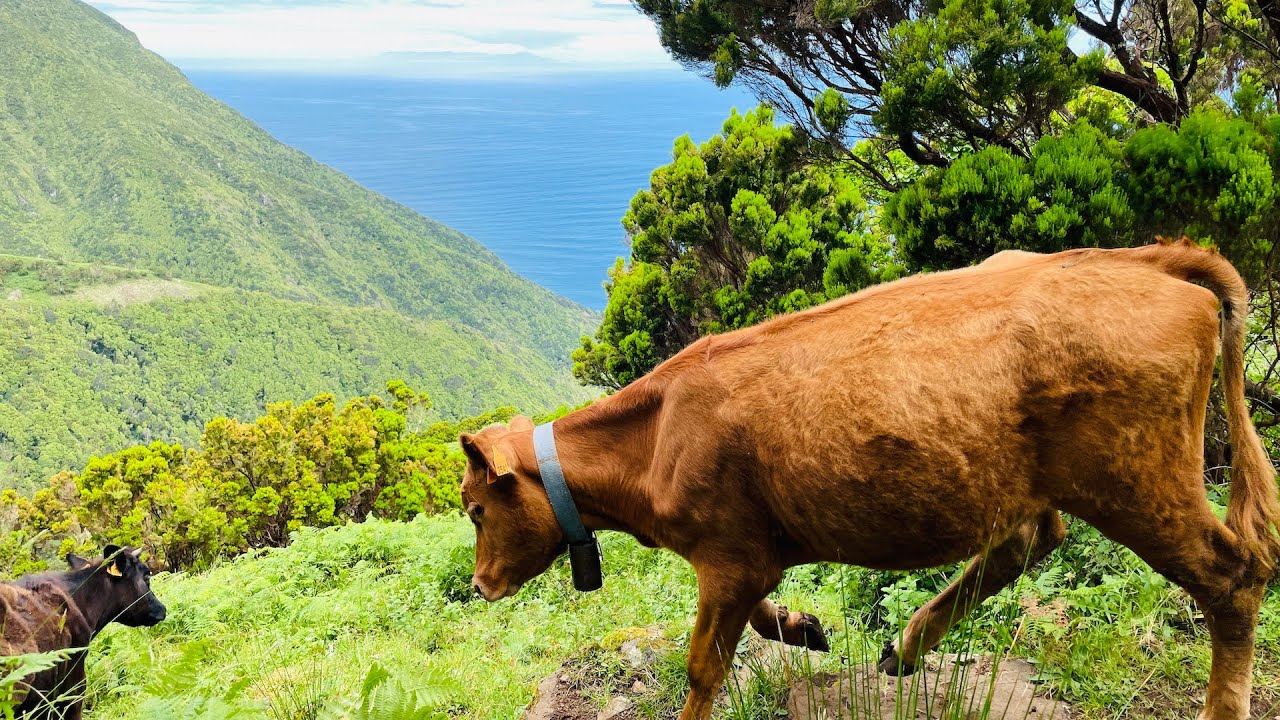 Fajã dos Cubres - Ilha de São Jorge - Açores