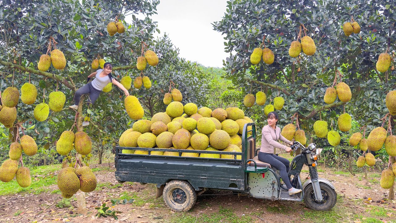 Use 3-Wheeled Vehicle To Harvesting 1000KG Jackfruit Goes To Market Sell - Free Bushcraft