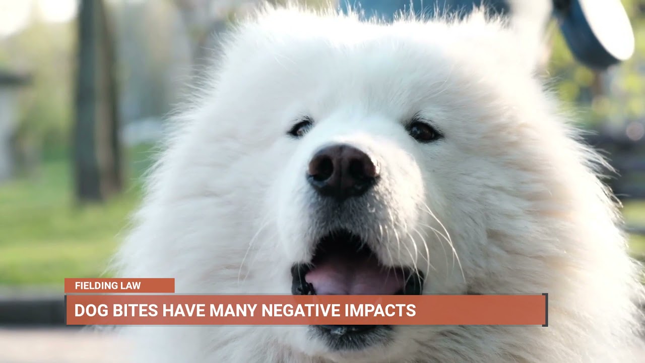 Dog Bite Attorneys Fielding Law - (877) 880-4090