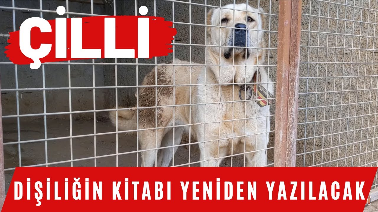 PATRONUN KARDEŞİ ERKEK BOZAN ÇİLLİ ARTIK BİZİMLE / DİŞİLERİN ŞAHI GELDİ