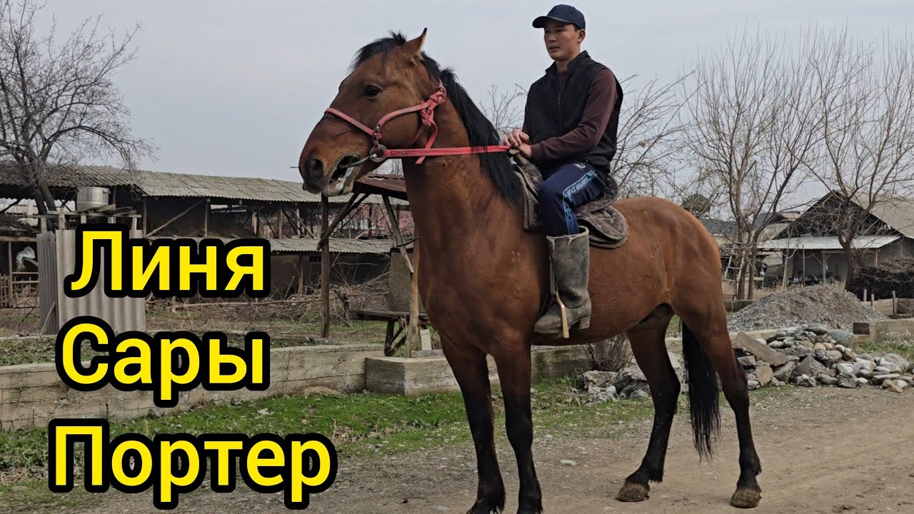 Бугун 2 марта 2026 Улак үйүрү бар Тектү Кыргыз жылкы чыкты линя Сары Портер😱 #кыргызстан 