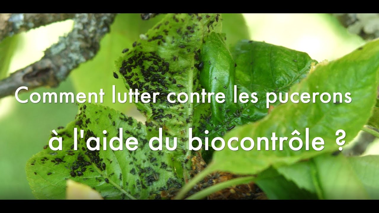 Lutter contre les pucerons avec le biocontrôle