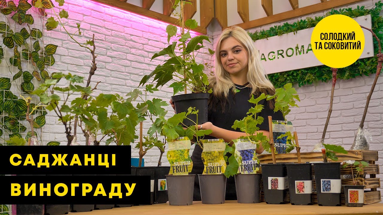 СОКОВИТИЙ ВИНОГРАД | Справжня мрія винороба | Agro-Market.ua