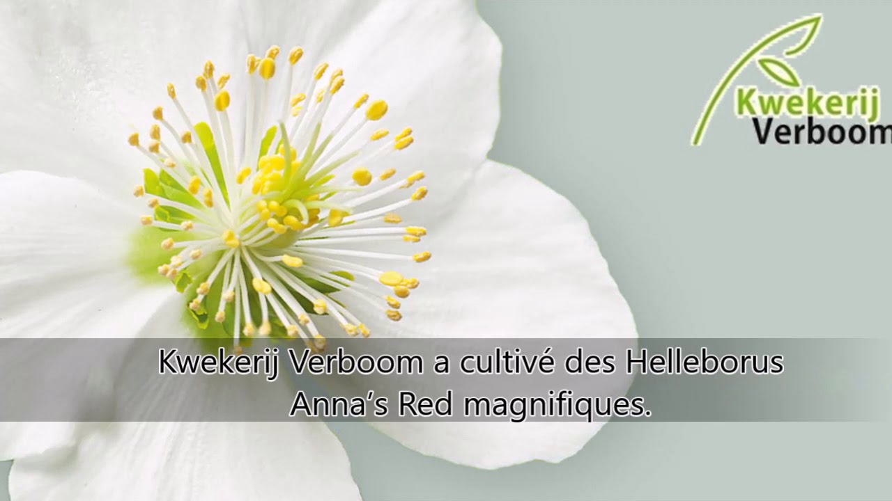Helleborus Anna's Red  Kwekerij Verboom