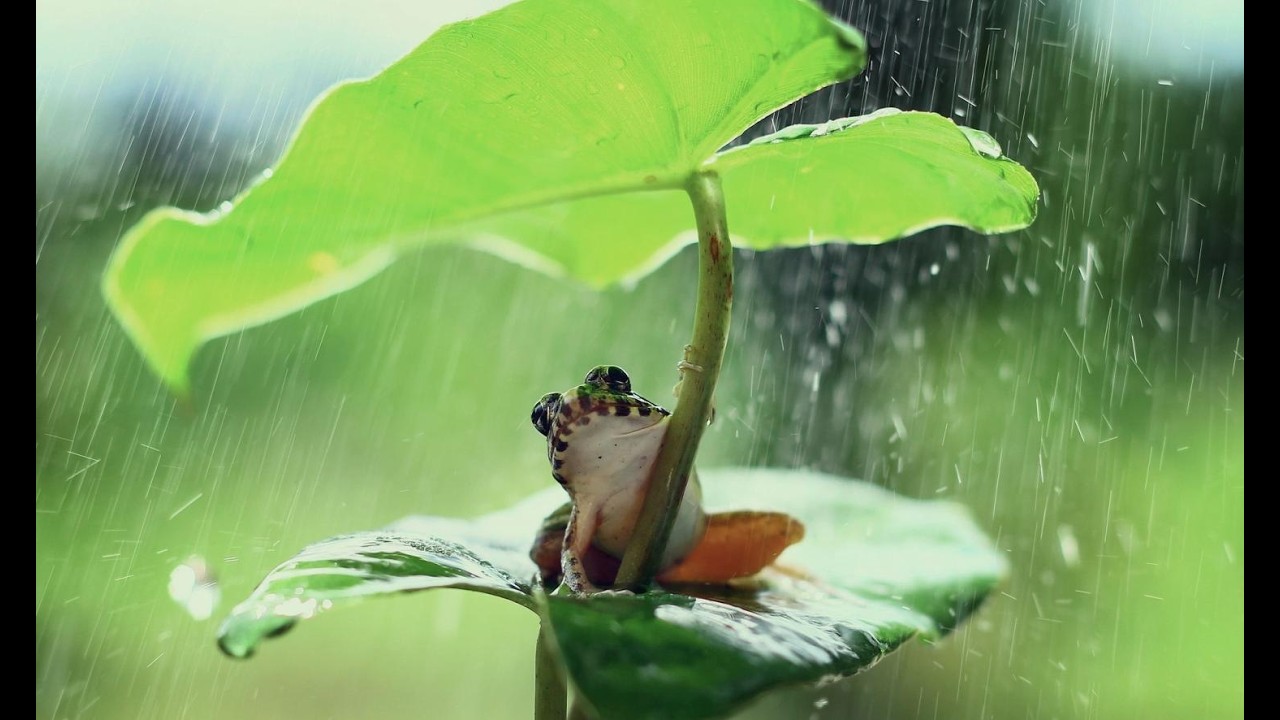 Frogs are not fish