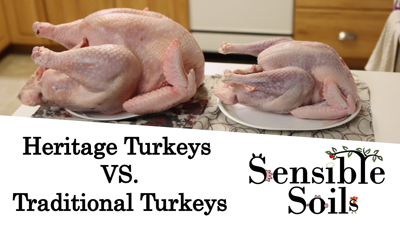 What is a heritage turkey? (Compared to a traditional turkey)