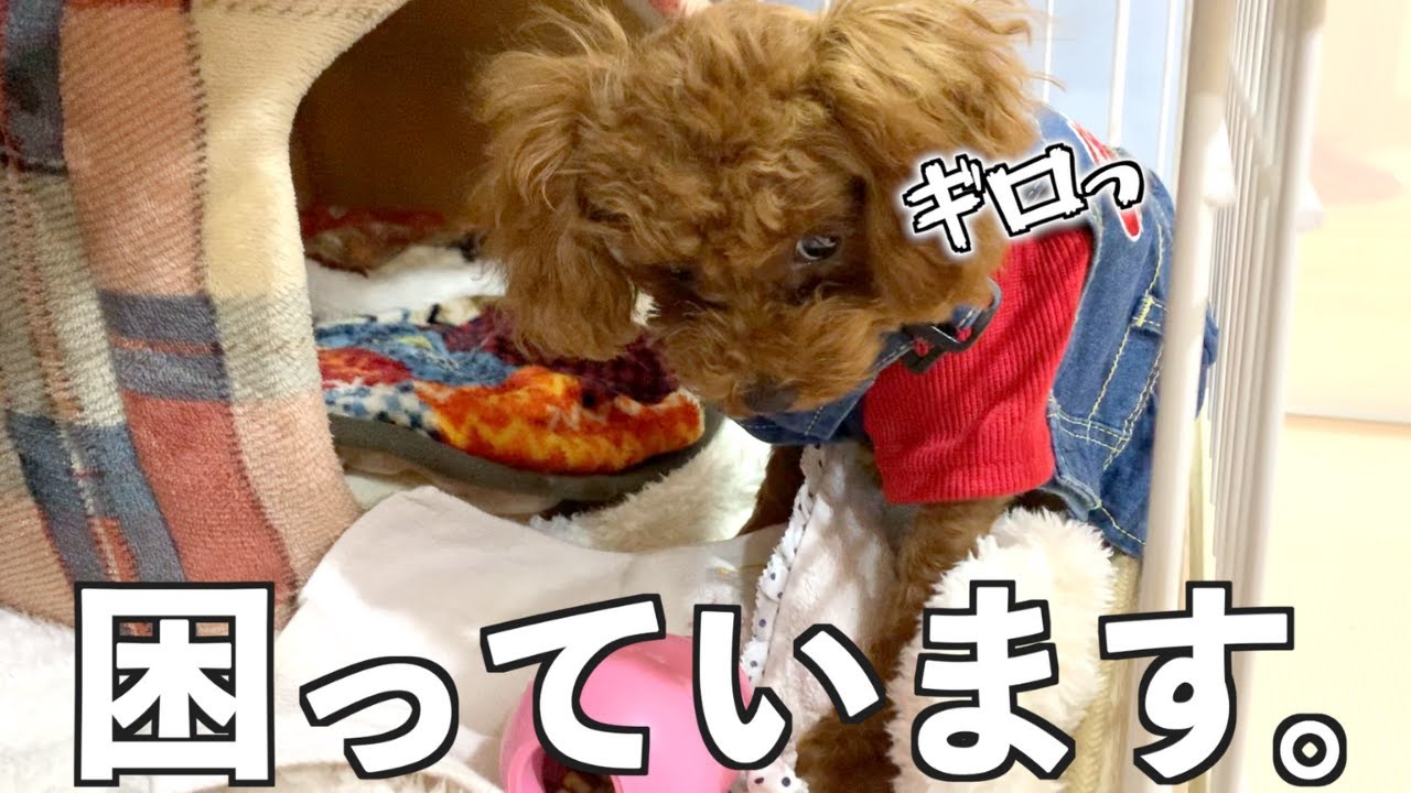 【悩み】怒りグセで飼い主が噛まれる！？急変するトイプードルの子犬