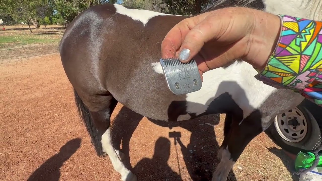 Which Horse Clipper Blade